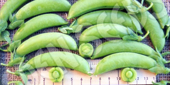 Pea Sugarsnap Climbing Type Seeds