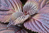 Perilla Red Seeds