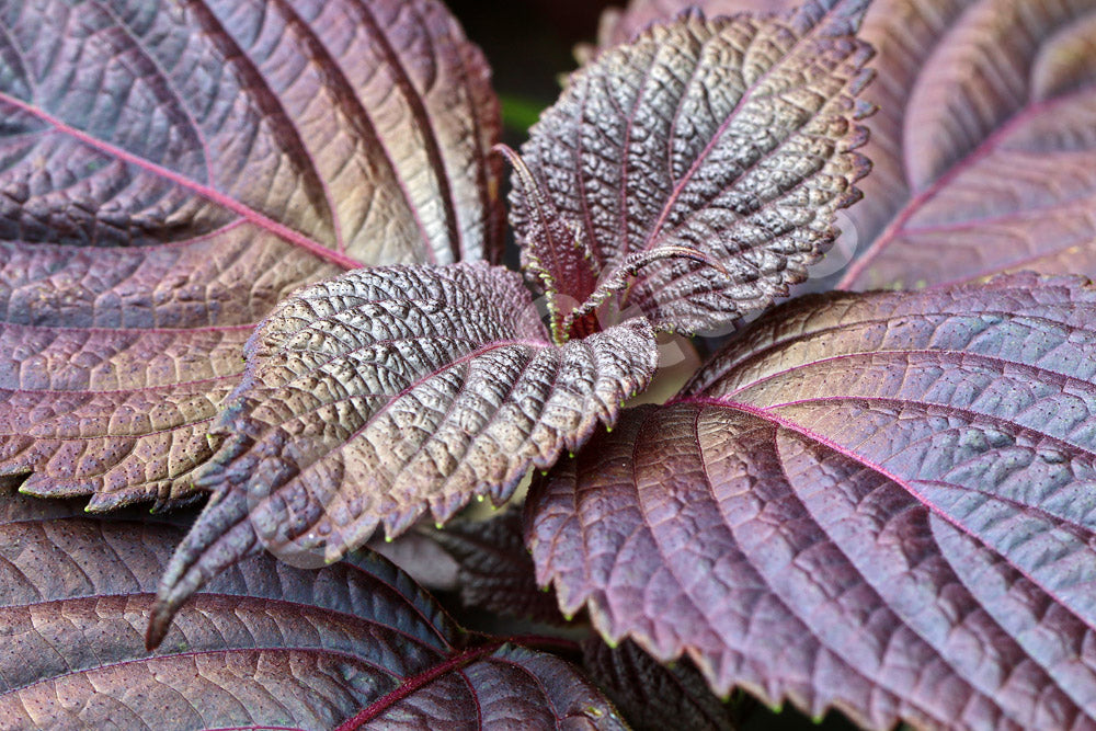Perilla Red Seeds