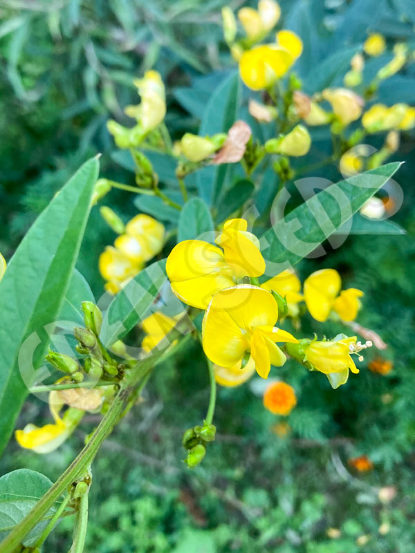 Trees Pigeon Pea Seeds