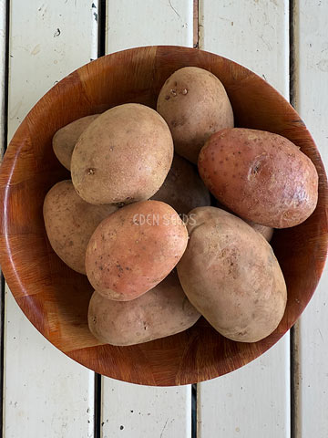 Potato Red Lady Seeds