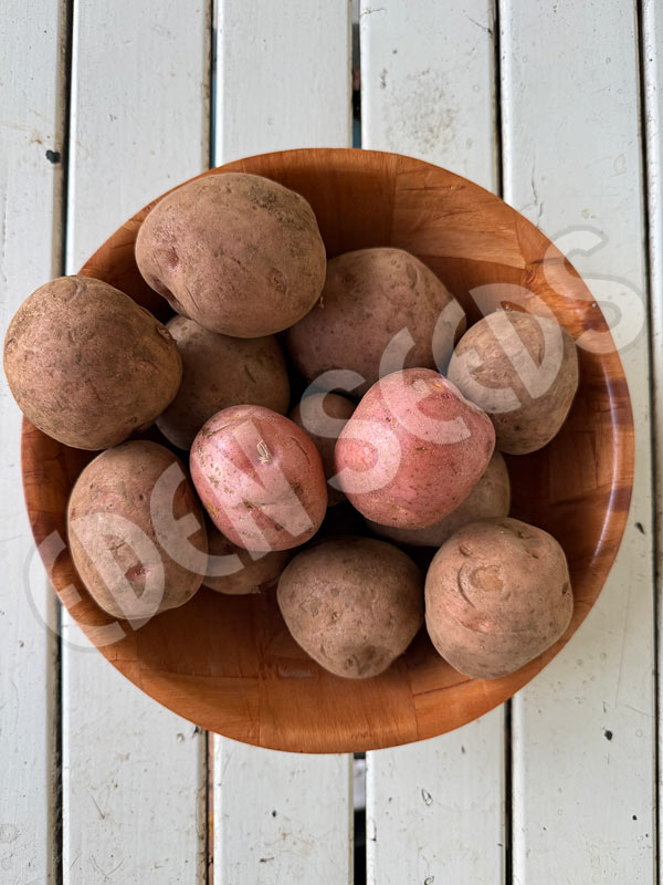 Potato Ruby Lou Seeds