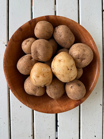Potato White Star Seeds