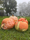 Pumpkin Atlantic Giant Seeds