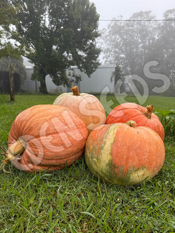 Pumpkin Atlantic Giant Seeds