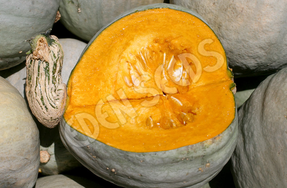 Pumpkin Baby Blue Seeds