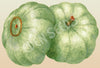 Pumpkin Crown Prince Organic Seeds