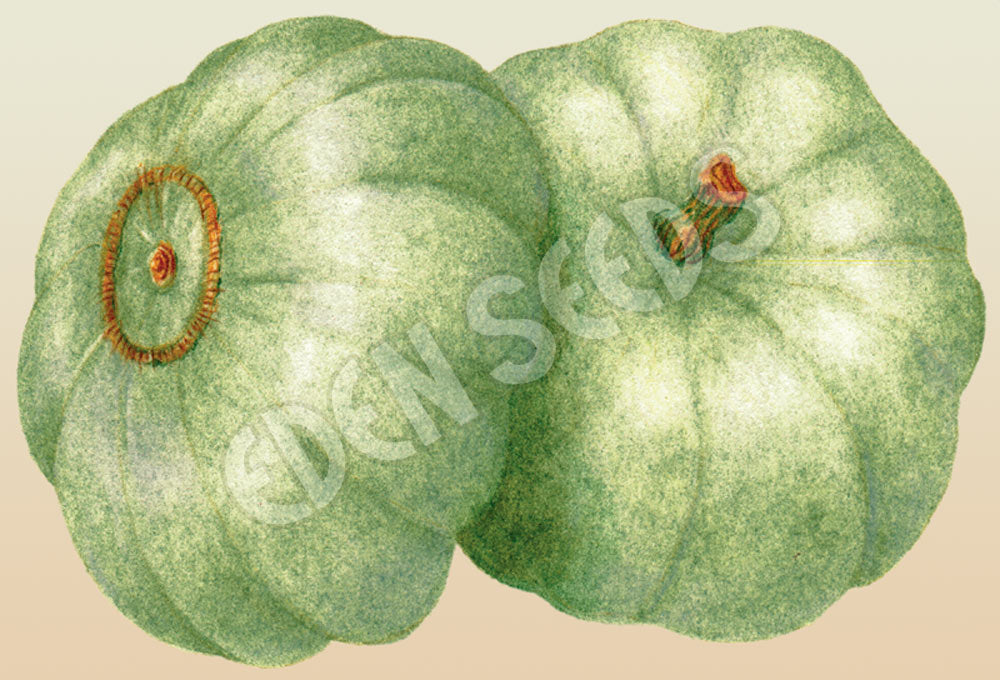 Pumpkin Crown Prince Organic Seeds