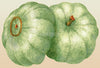 Pumpkin Crown Prince Seeds