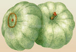 Pumpkin Crown Prince Seeds