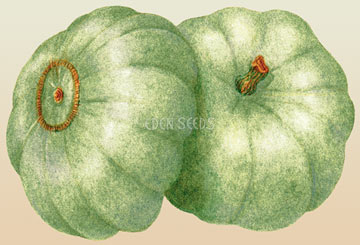 Pumpkin Crown Prince Seeds