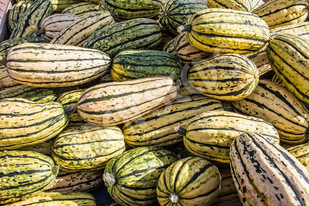 Pumpkin Delicata Seeds
