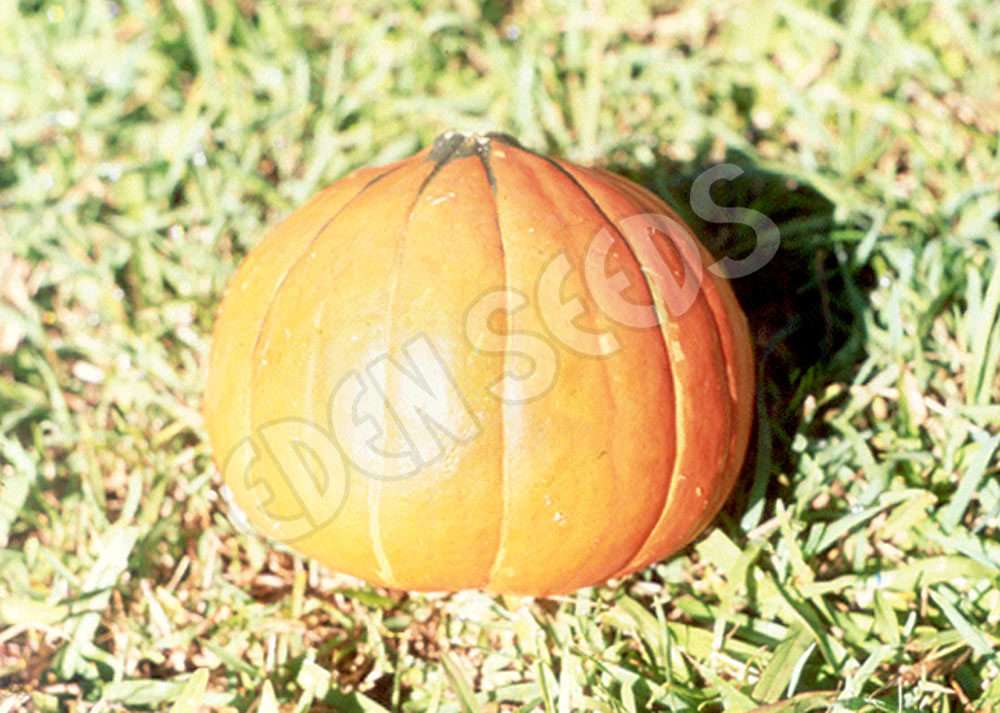 Pumpkin Golden Nugget Organic Seeds