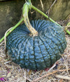 Pumpkin Ironbark Seeds