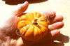 Pumpkin Jack Be Little Organic Seeds