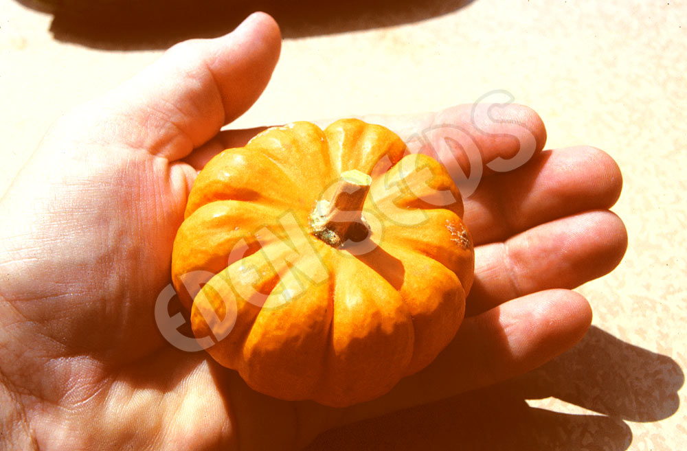 Pumpkin Jack Be Little Organic Seeds