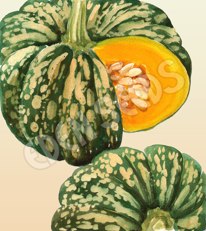 Pumpkin Kent Seeds