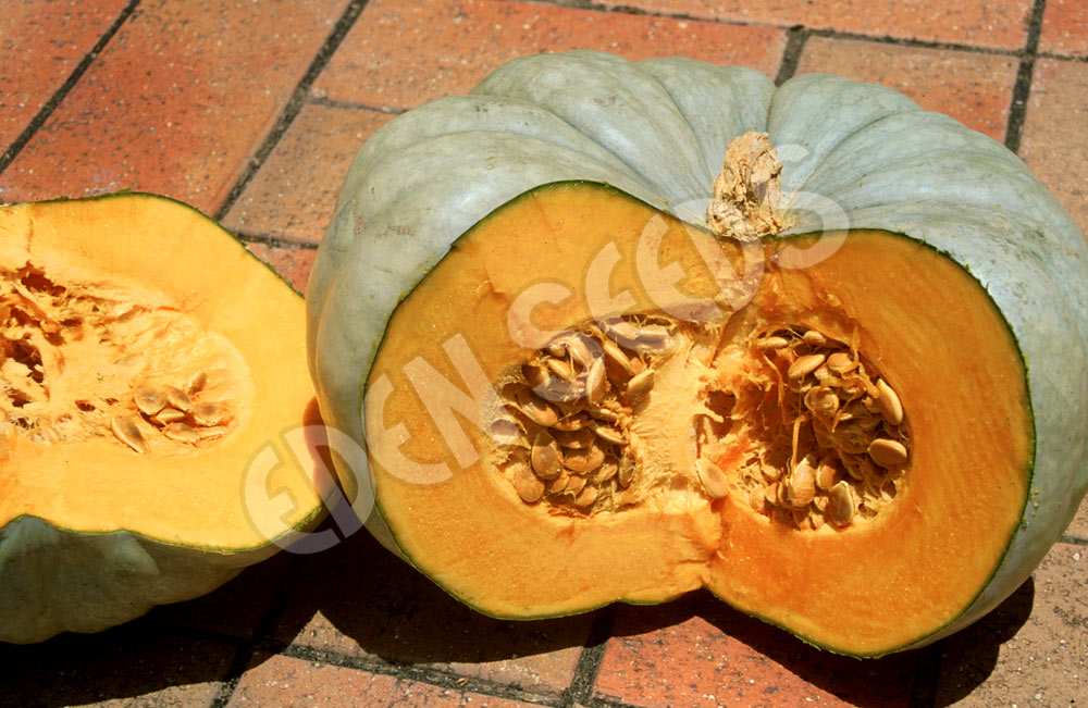 Pumpkin Jarrahdale Seeds