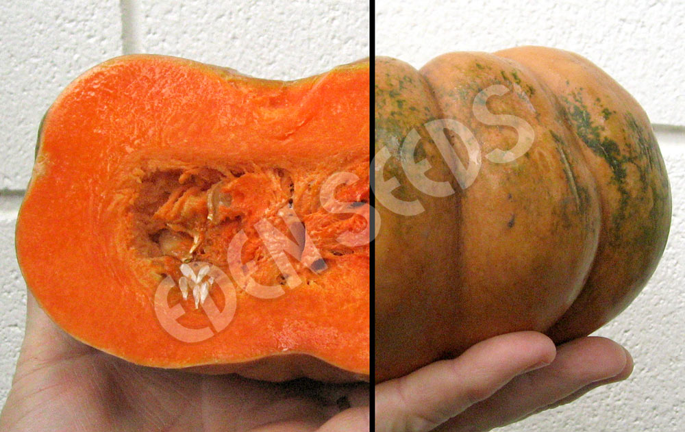 Pumpkin Musquee De Provence Seeds