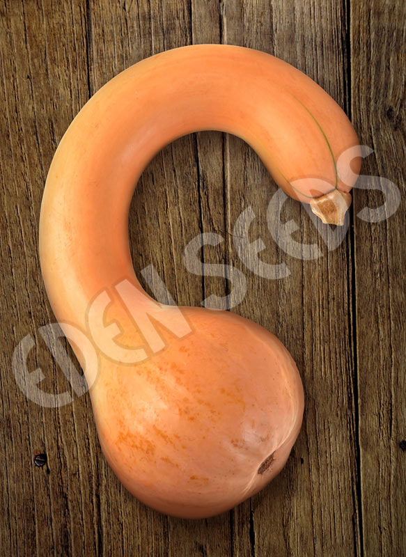 Pumpkin Pennsylvania Dutch Crookneck Seeds