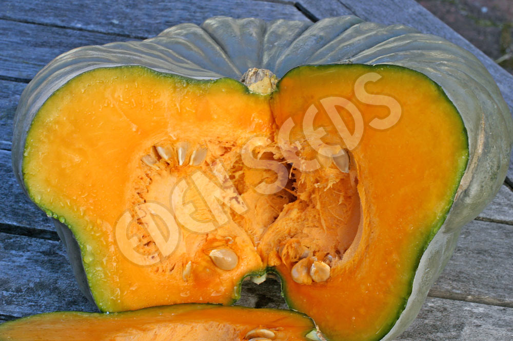 Pumpkin Queensland Blue Seeds