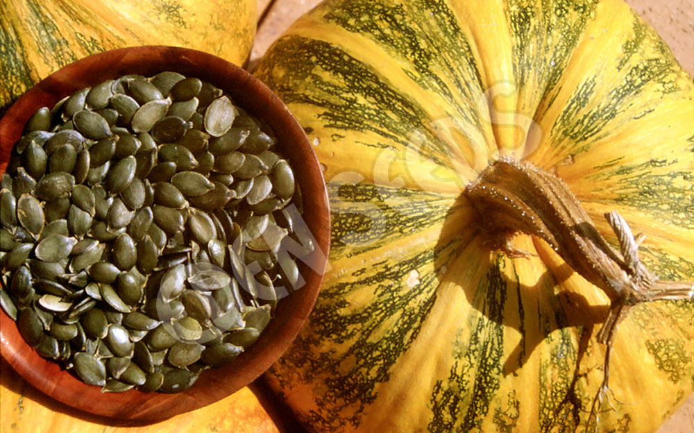 Pumpkin Styrian Hull-Less Organic Seeds