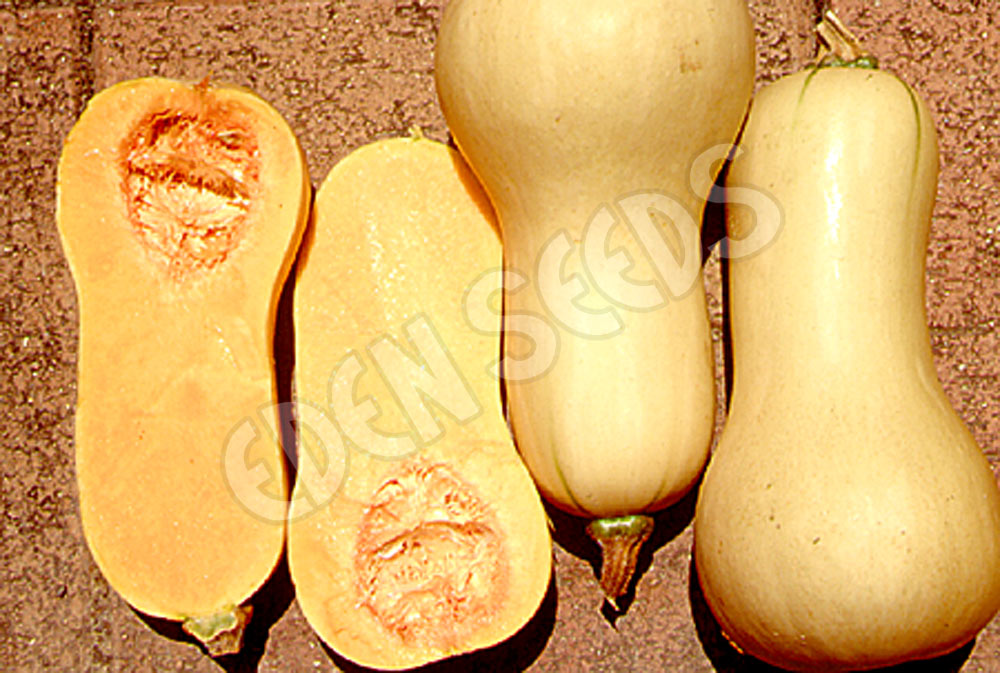 Pumpkin Waltham Butternut Seeds