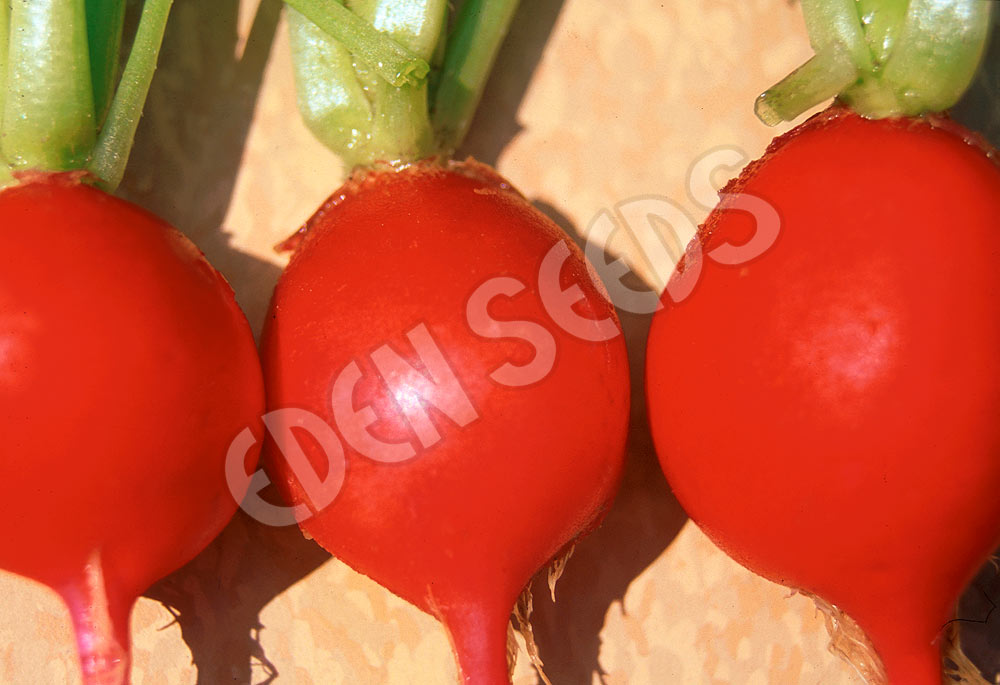 Radish Champion Seeds