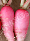 Radish China Rose Organic Seeds