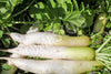 Radish Daikon Organic Seeds