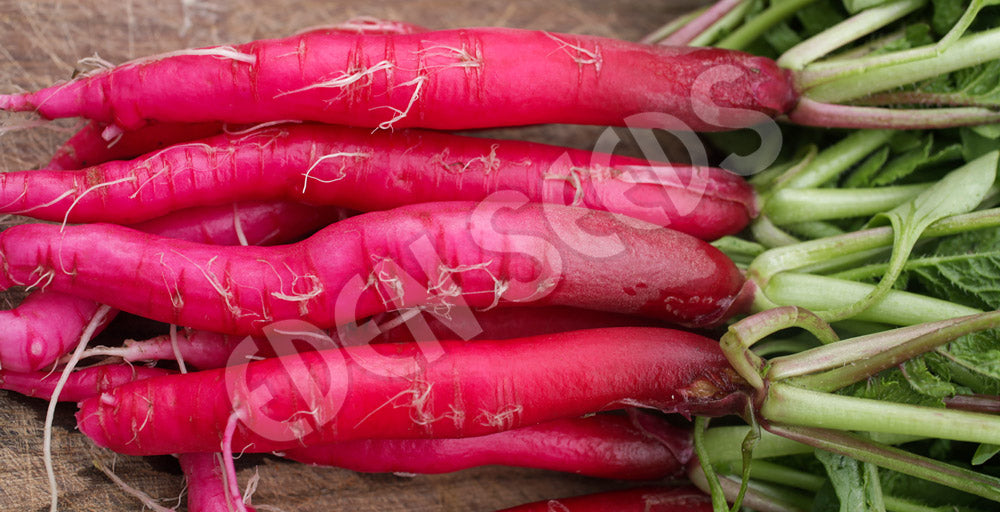 Radish Fire Candle Seeds