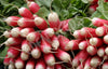Radish French Breakfast Organic Seeds
