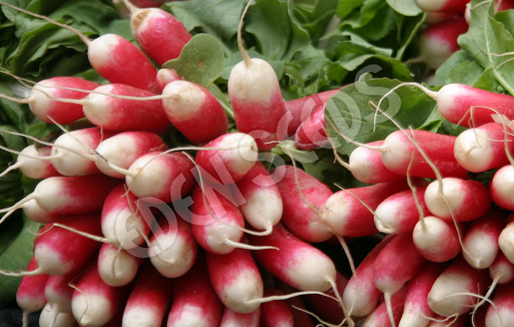Radish French Breakfast Organic Seeds