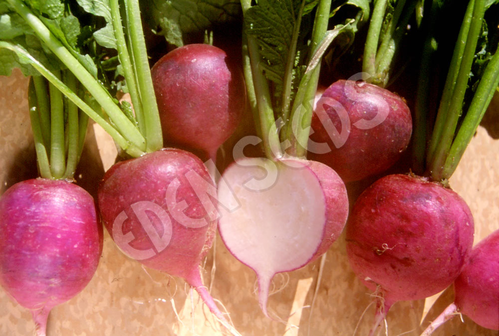 Radish Plum Purple Seeds