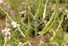 Radish Rat Tailed Seeds