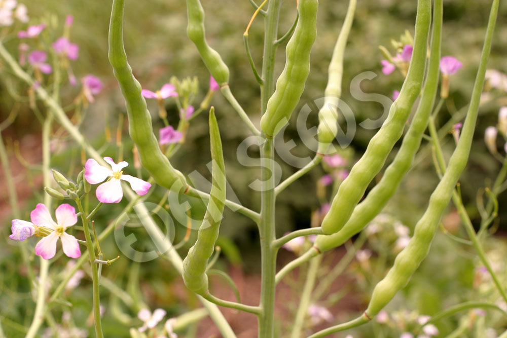 Radish Rat Tailed Seeds