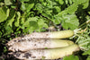 Radish Tillage Seeds
