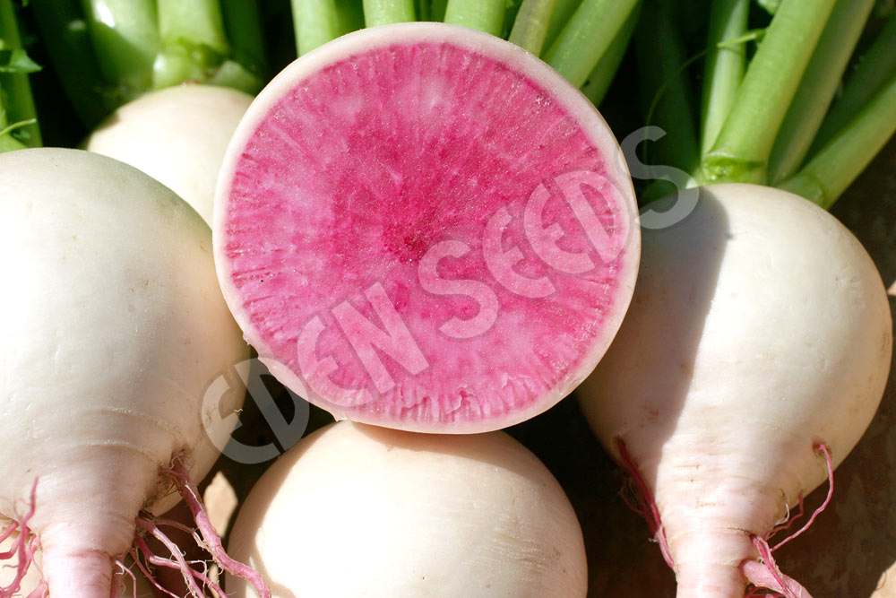 Radish Watermelon Seeds