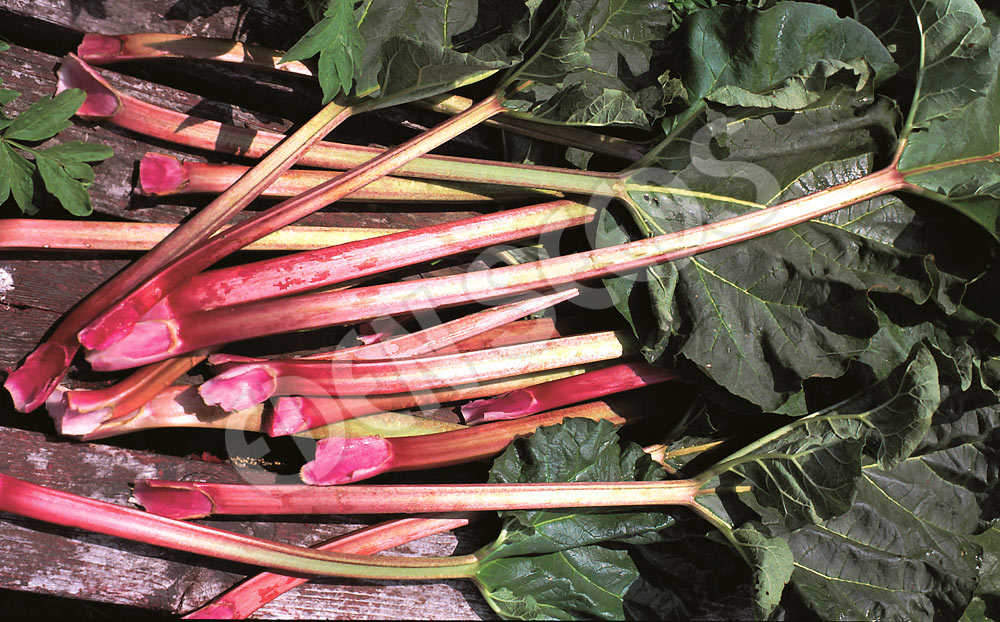 Rhubarb Glaskins Perpetual Seeds