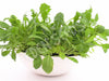 Rocket Wild Arugula Sylvetta Seeds