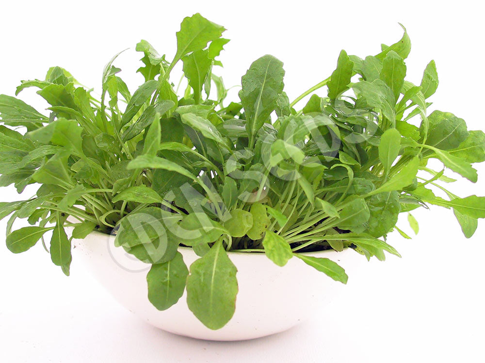 Rocket Wild Arugula Sylvetta Seeds