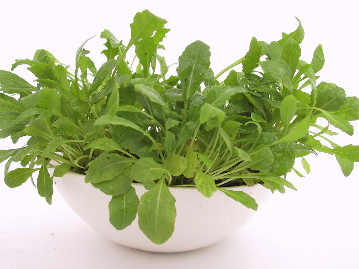 Rocket Wild Arugula Sylvetta Organic Seeds