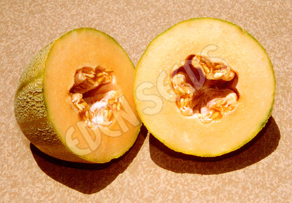 Rockmelon Hales Best Seeds