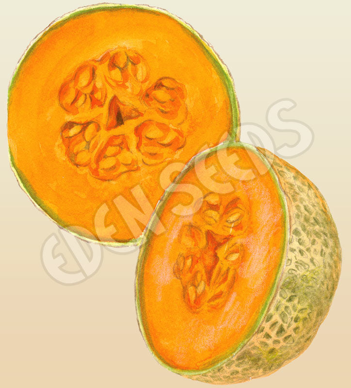 Rockmelon Hales Best Organic Seeds