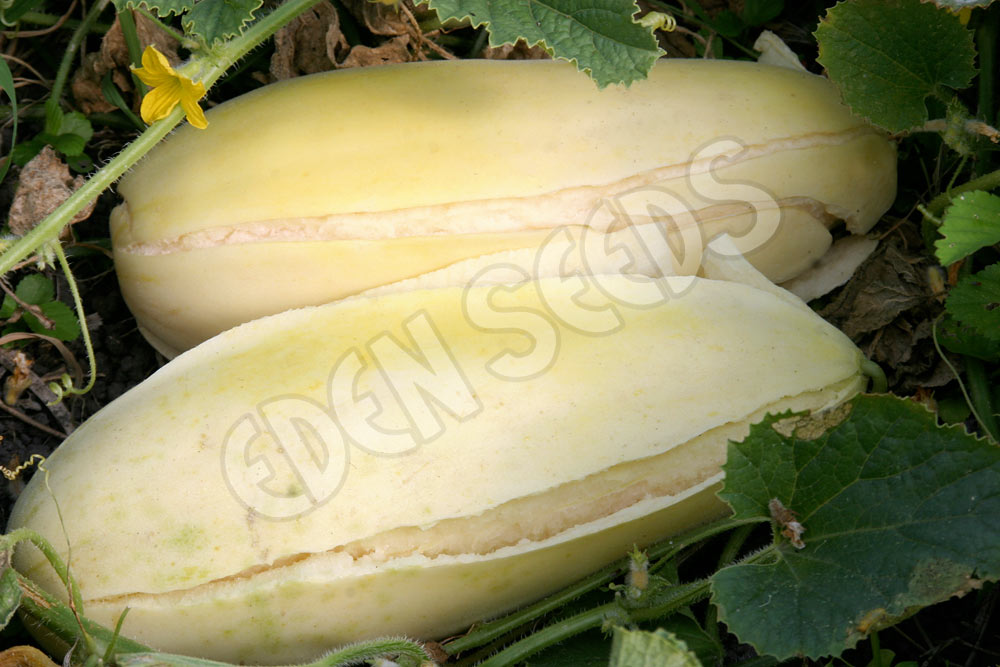 Rockmelon Indian Cream Cobra Melon Seeds