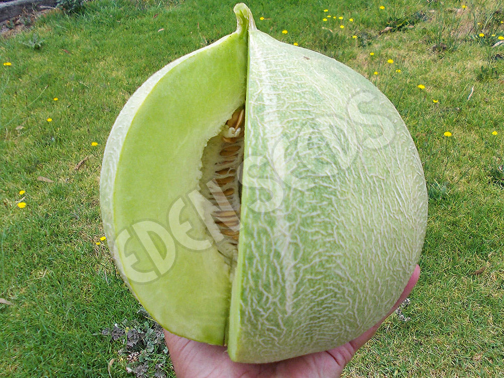 Rockmelon Pomona Seeds