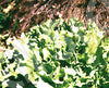 Endive Broad Leaved Seeds