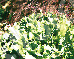 Endive Broad Leaved Seeds