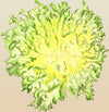 Endive Moss Curled Organic  Seeds