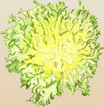Endive Moss Curled Organic  Seeds